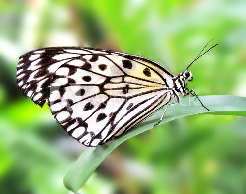 Fototapeta White butterfly, close-up