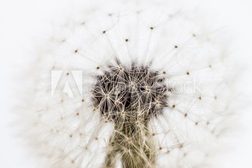 Fototapeta white dandelion closeup