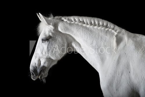 Fototapeta White horse on black background