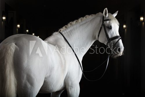 Fototapeta White horse on black background