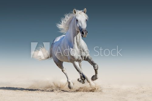 Fototapeta WHite horse run gallop