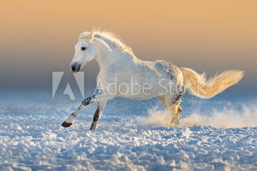 Fototapeta White horse run gallop in snow at sunset light