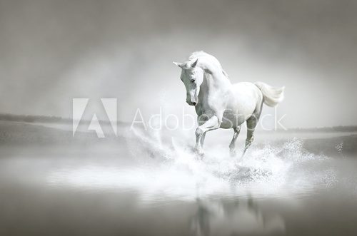 Fototapeta White horse running through water
