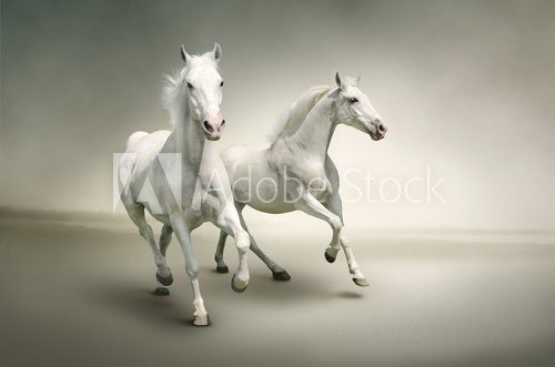 Fototapeta White horses