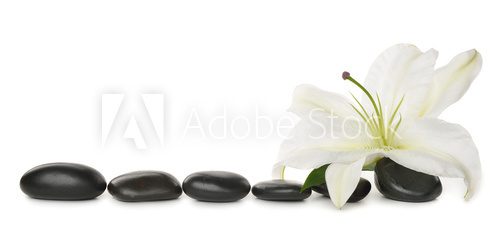 Fototapeta White lily and stones