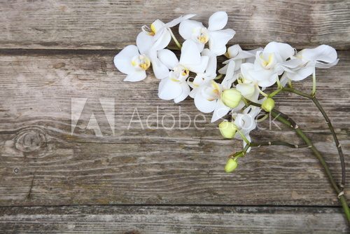 Fototapeta White orchid(Phalaenopsis)