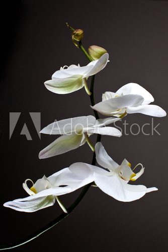 Fototapeta White Orchid, Phalaenopsis