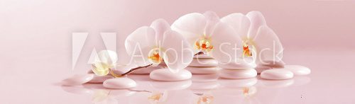 Fototapeta White Orchid with white pebbles on the pale pink background. Panoramic image