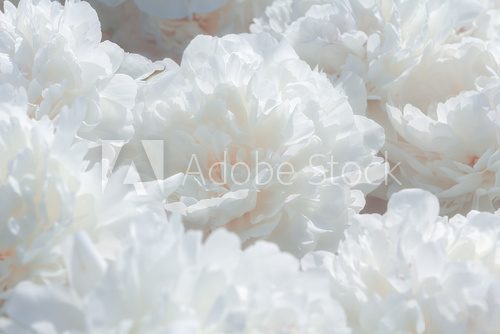 Fototapeta White peony flower background