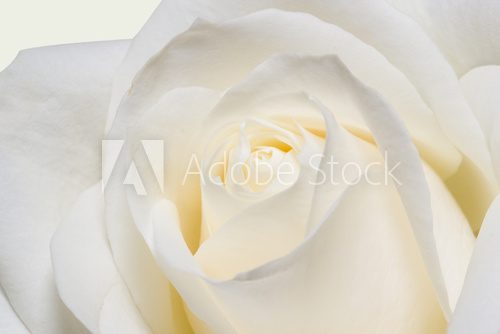 Fototapeta White rose closeup