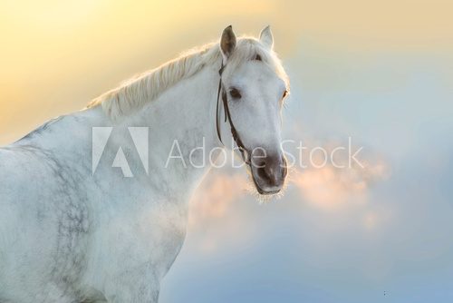Fototapeta White stallion portrait with steam from the nostrils against sunset sky