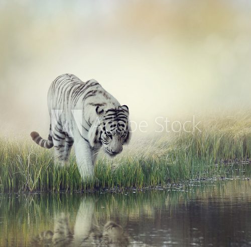 Fototapeta White Tiger