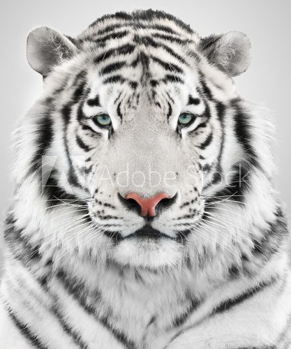 Fototapeta White tiger