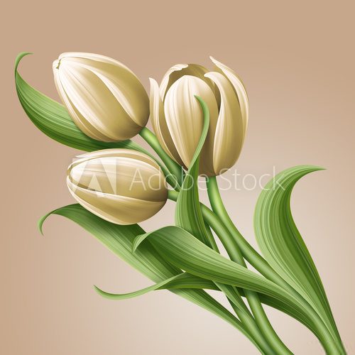 Fototapeta white tulips vintage floral illustration, flowers arrangement