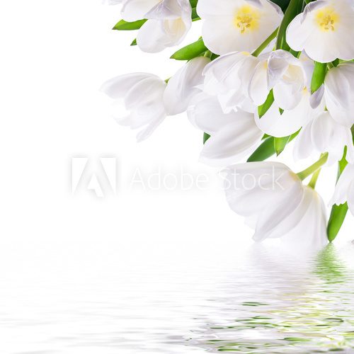 Fototapeta White tulips with green grass and  butterfly. Floral background.
