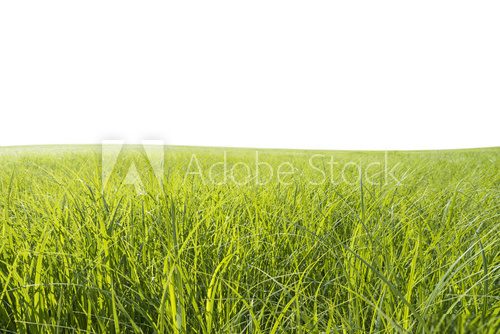 Fototapeta wiese freisteller