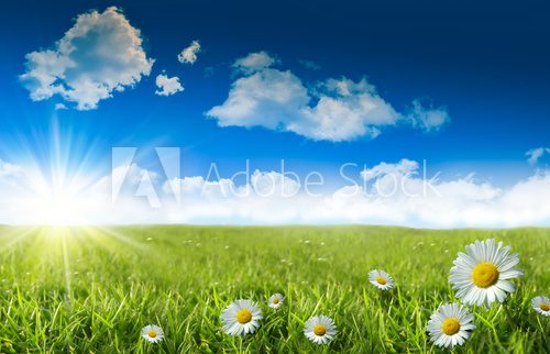 Fototapeta Wild daisies in the grass with a blue sky