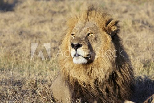 Fototapeta Wild male lion portrait