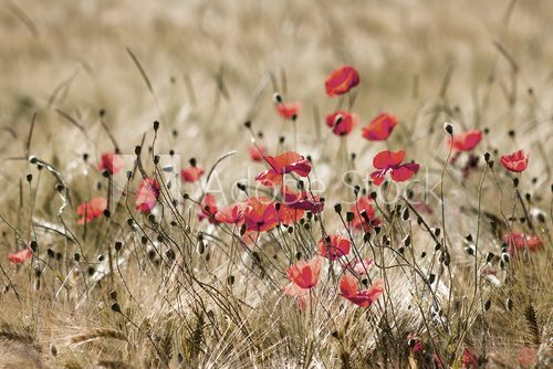 Fototapeta wild poppy flowers