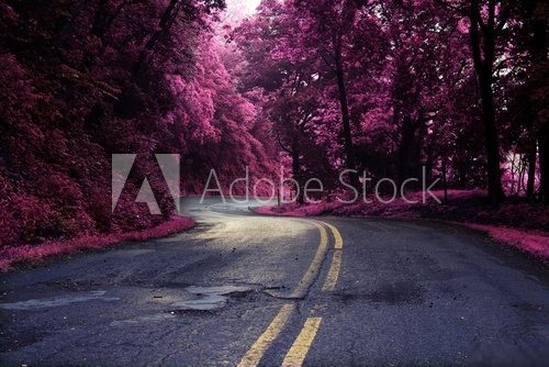 Fototapeta winding road pink trees