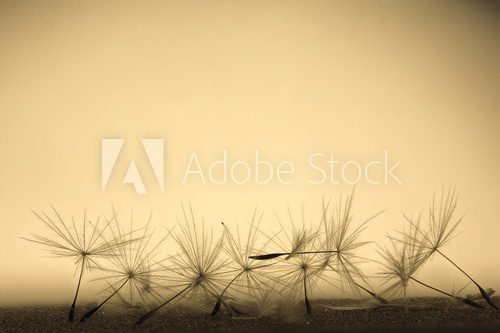 Fototapeta Windspiel