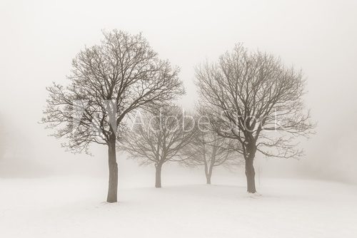 Fototapeta Winter trees in fog