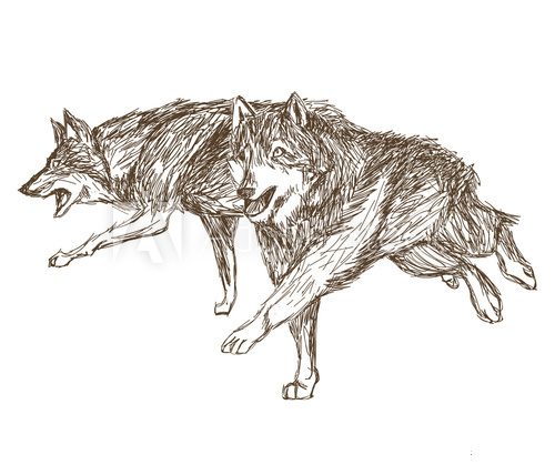 Fototapeta Wolf design. Animal concept.Wildlife animal, vector illustration