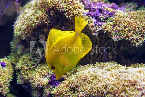 Fototapeta Wonderful and beautiful underwater world with corals and tropical fish.