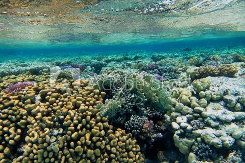 Fototapeta wunderschoene bunte korallen