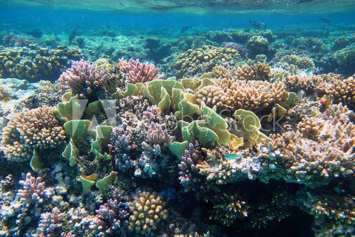 Fototapeta wunderschoene korallen im roten meer