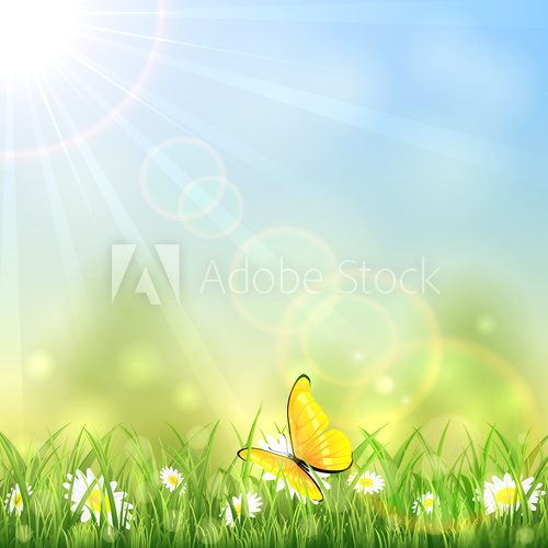 Fototapeta Yellow butterfly and flower