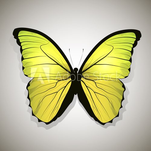 Fototapeta Yellow butterfly isolated
