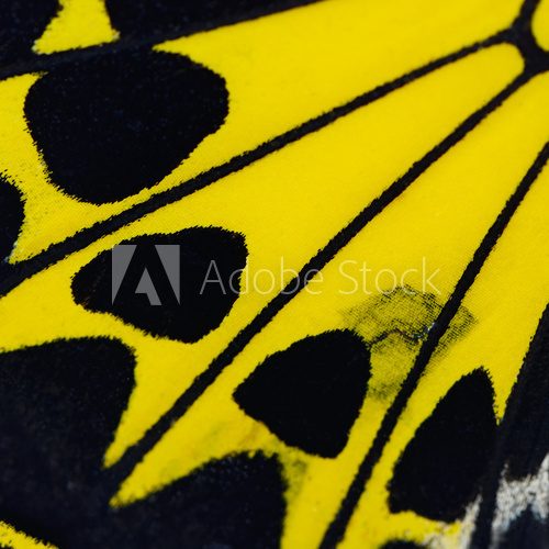 Fototapeta yellow butterfly wing