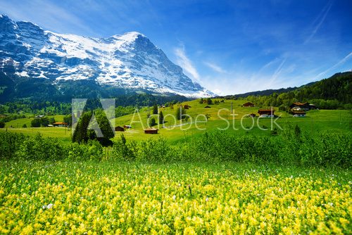 Fototapeta Yellow flowers field, beautiful Swiss landscape