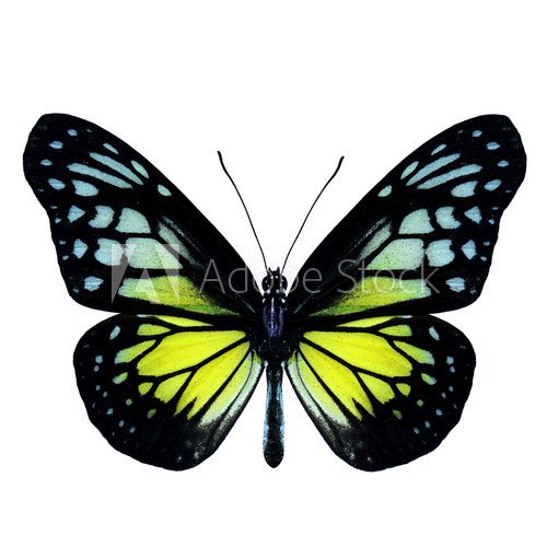 Fototapeta Yellow Glassy Tiger Butterfly upper wing part in natural color p