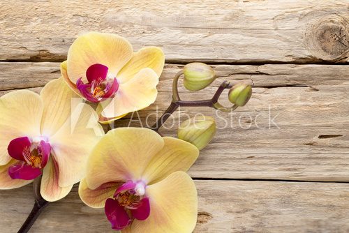 Fototapeta Yellow orchid.