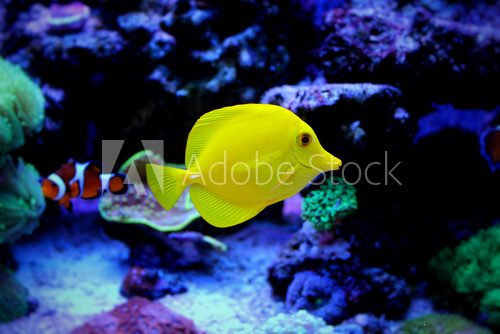 Fototapeta Yellow Tang (Zebrasoma flavescens) 