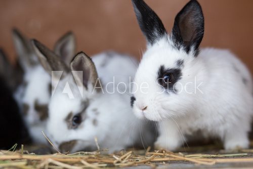 Fototapeta Young rabbits feeding straw in the cage