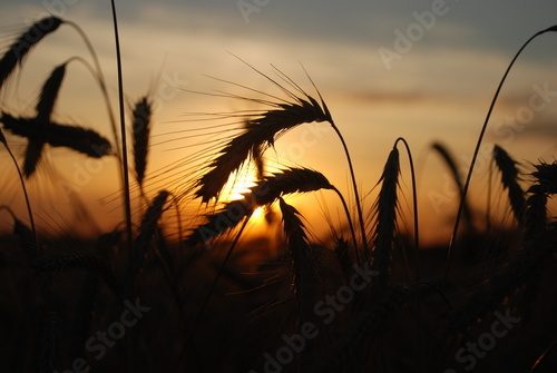 Fototapeta Zachód słońca w zbożu