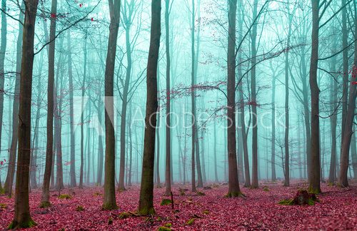Fototapeta Zauber Wald in rot und tÃ¼rkis
