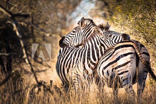 Fototapeta Zebra in love
