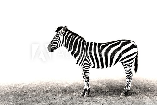 Fototapeta Zebra Severed