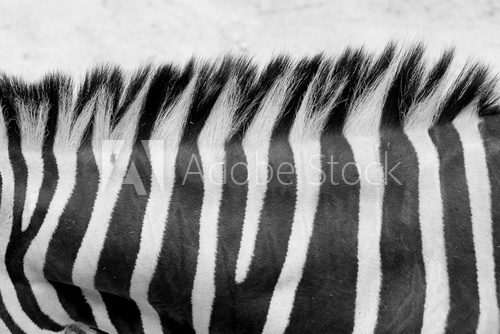 Fototapeta Zebra skin
