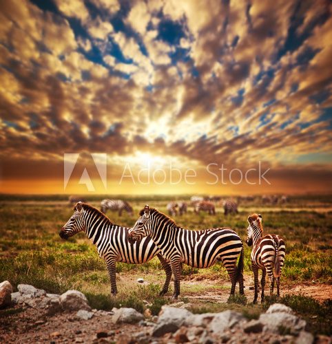 Fototapeta Zebras herd on African savanna at sunset. Safari in Serengeti