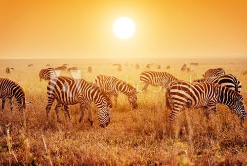 Fototapeta Zebras herd on African savanna at sunset.