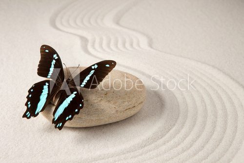 Fototapeta Zen butterfly