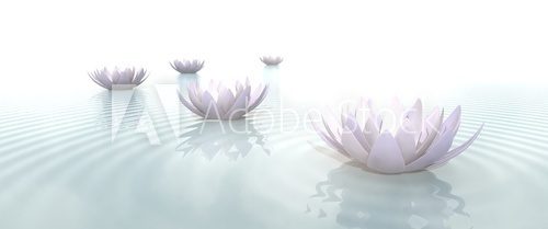 Fototapeta Zen Flowers on water in widescreen