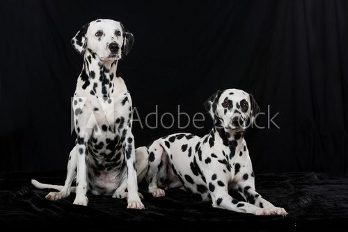 Fototapeta Zwei Dalmatiner