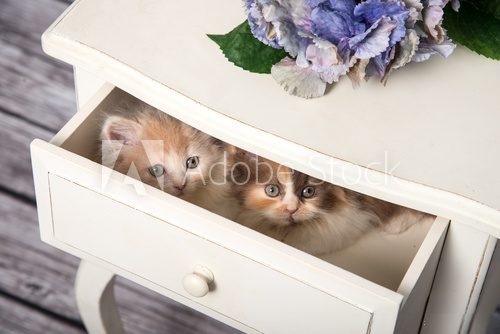 Fototapeta Zwei Katenbabys sitzen in einer Schublade von einem Schrank und schauen neugierig raus